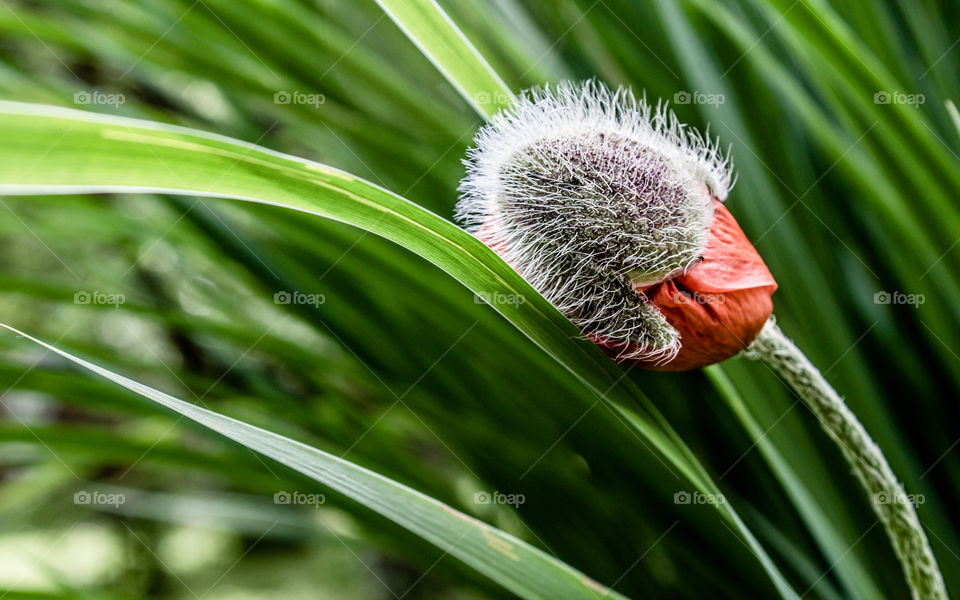 poppy bud