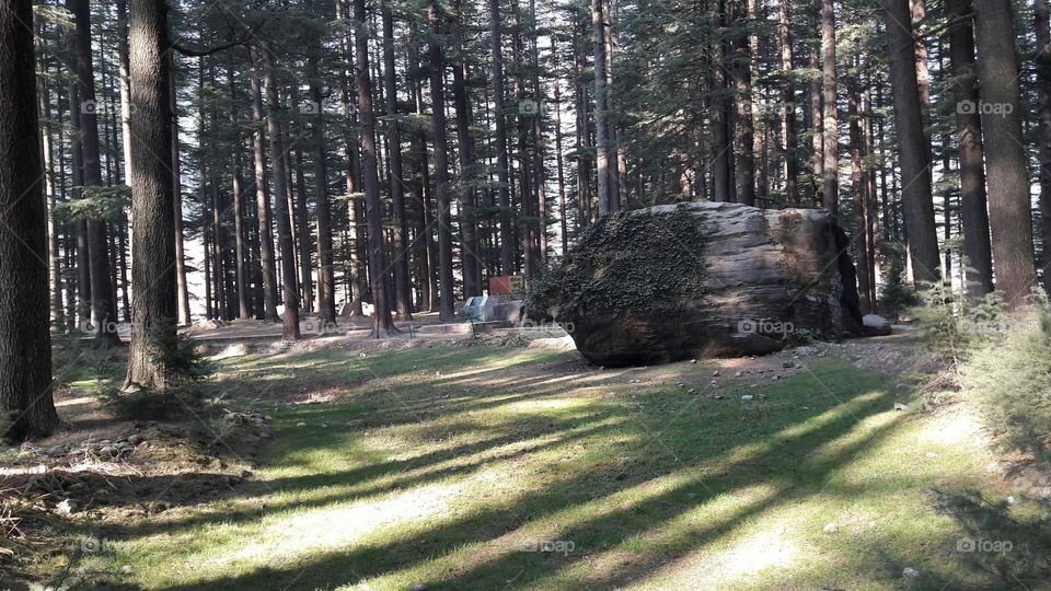 Hiking in the mountains 
Dense coniferous forest in himalayas