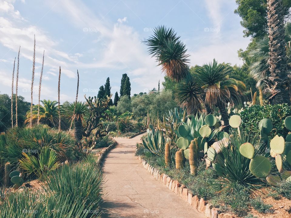 Cactus plants