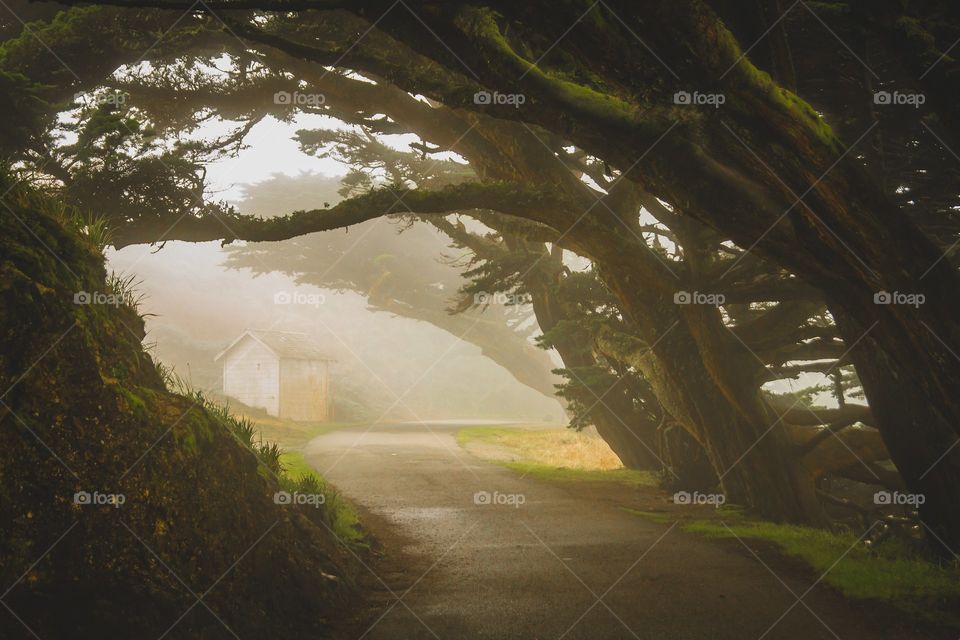 Northern California Fog