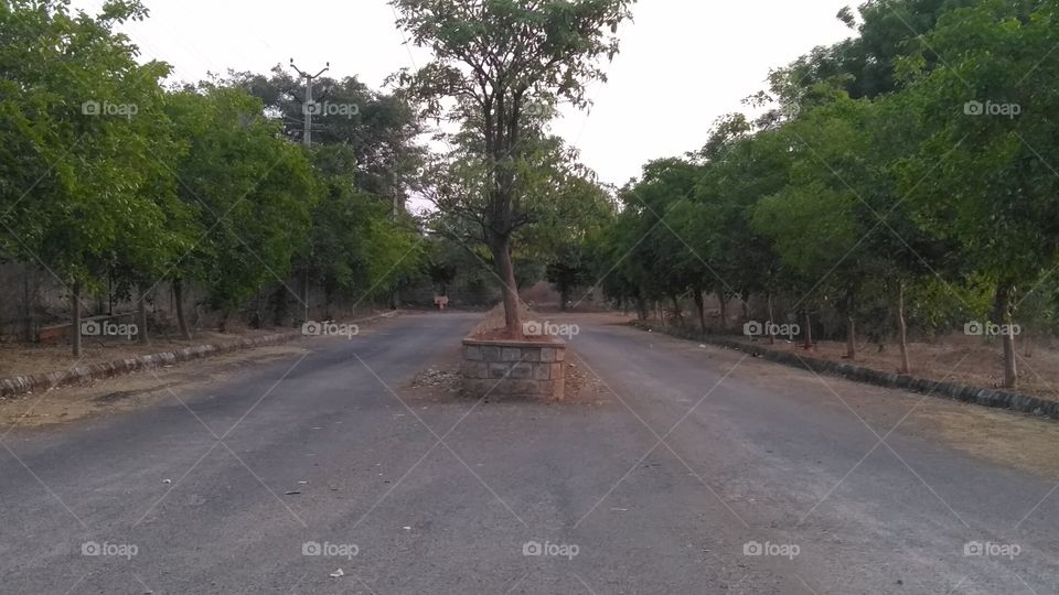 what do you think about the tree on the center of the road side about your opinion.