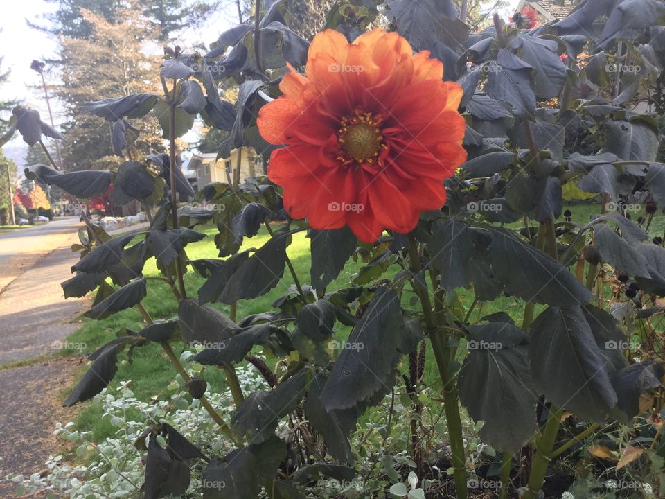 Beautiful Orange Flower in the Garden 