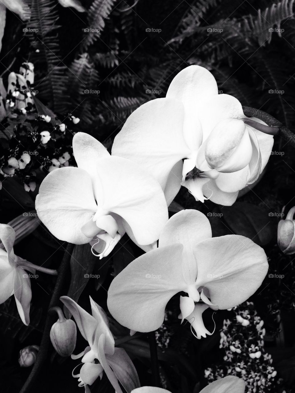 Orchid - Black 