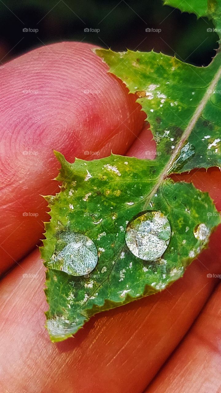 Macro Photo: Hand leaning on leaf with raindrops