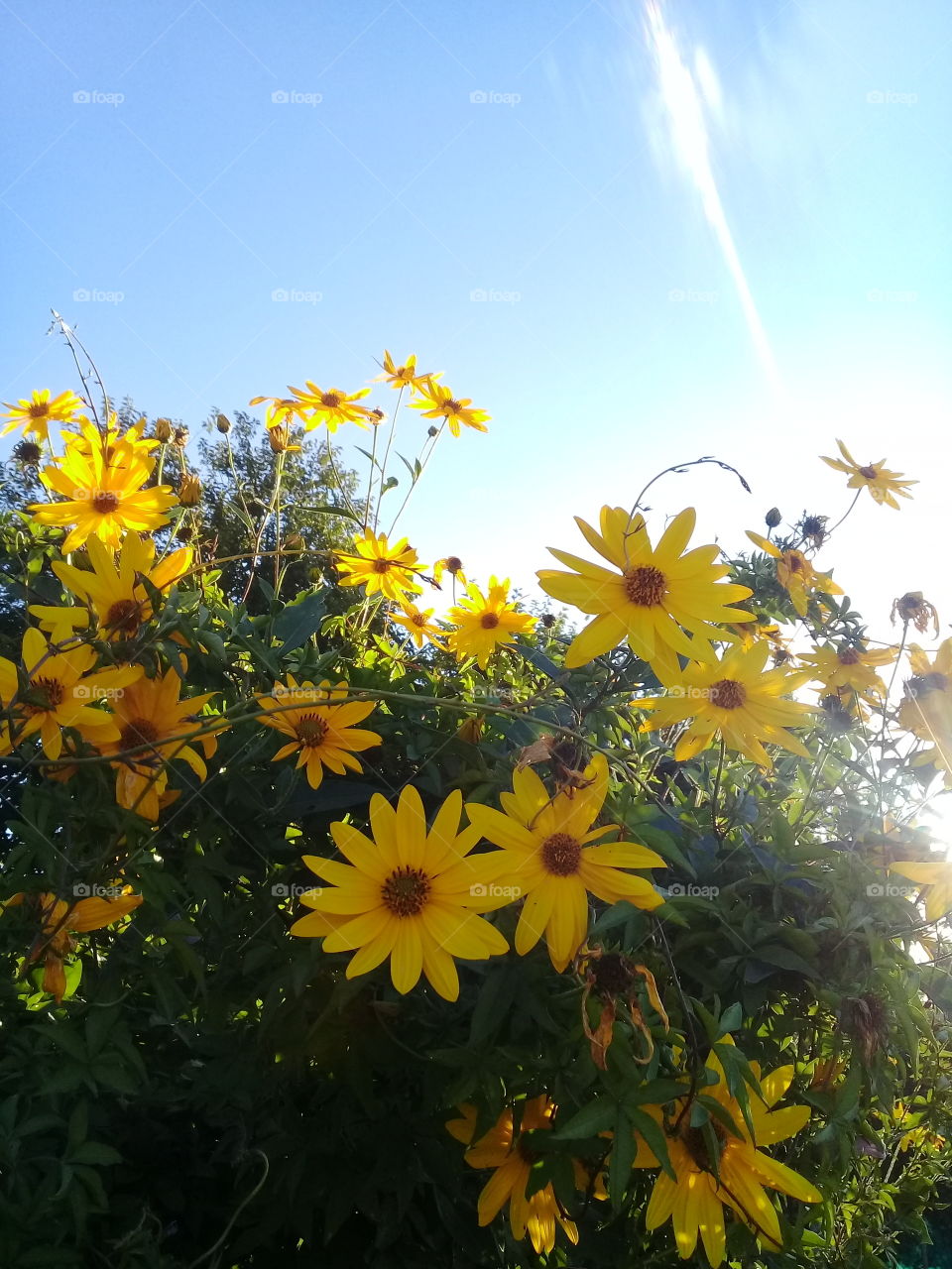 Cerco de grandes flores amarillas orientadas hacia la posición del sol en una cálida tarde de los últimos días de verano.