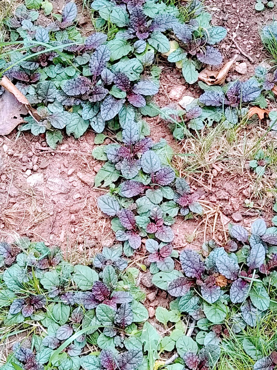 nature