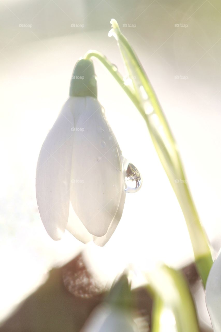 A bright, hi key image of a delicate, white snowdrop with a rain droplet clinging to a petal.