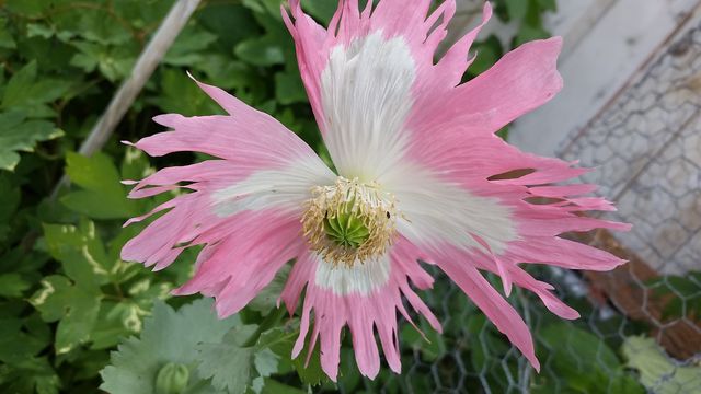 flowers that come back from seed
