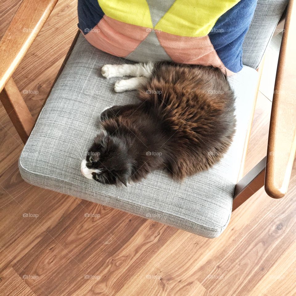 The cat. Cat chilling on the chair