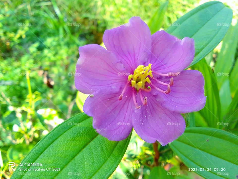 sri lanka beautiful flower 
bovitiya flower .
