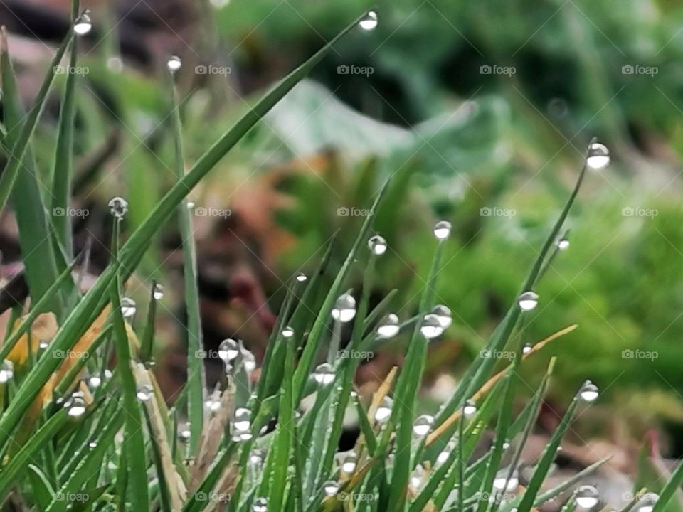 Grass with water drops