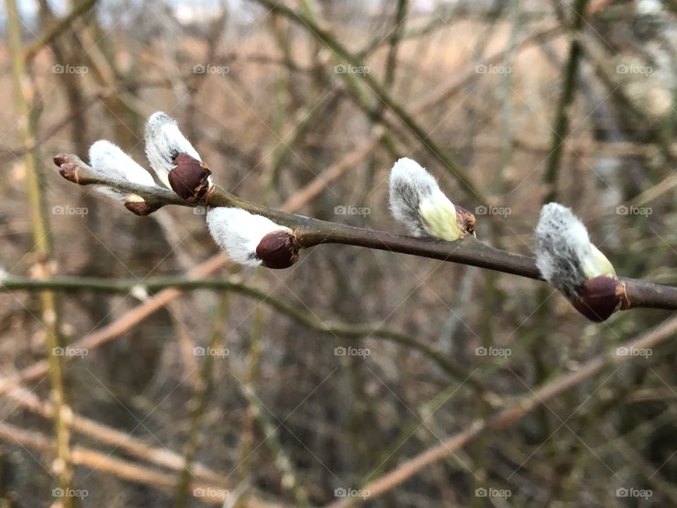 symbol of spring = willow jiva and its flowers-buds