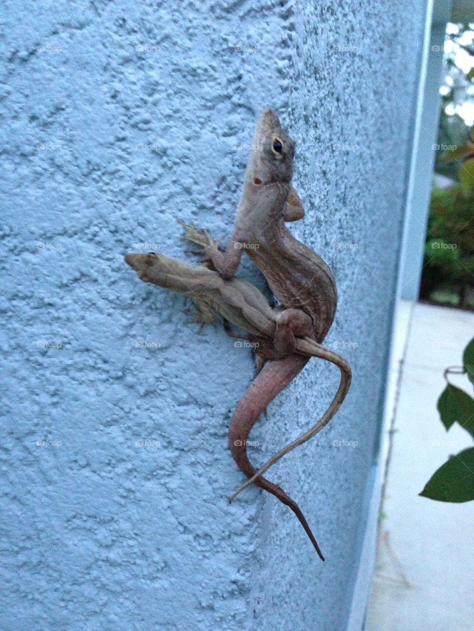 Lizards in love
