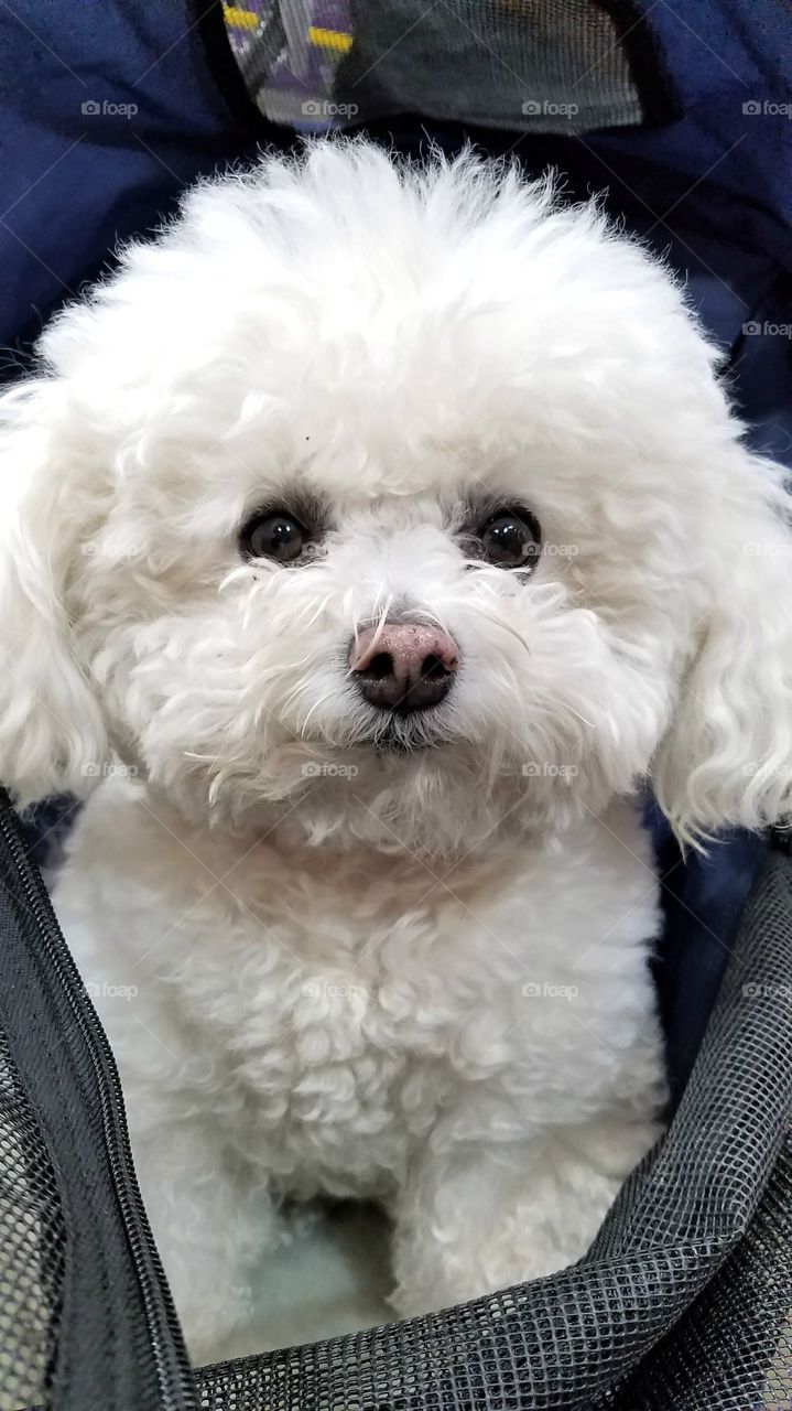 Bichon Frise cute puppy