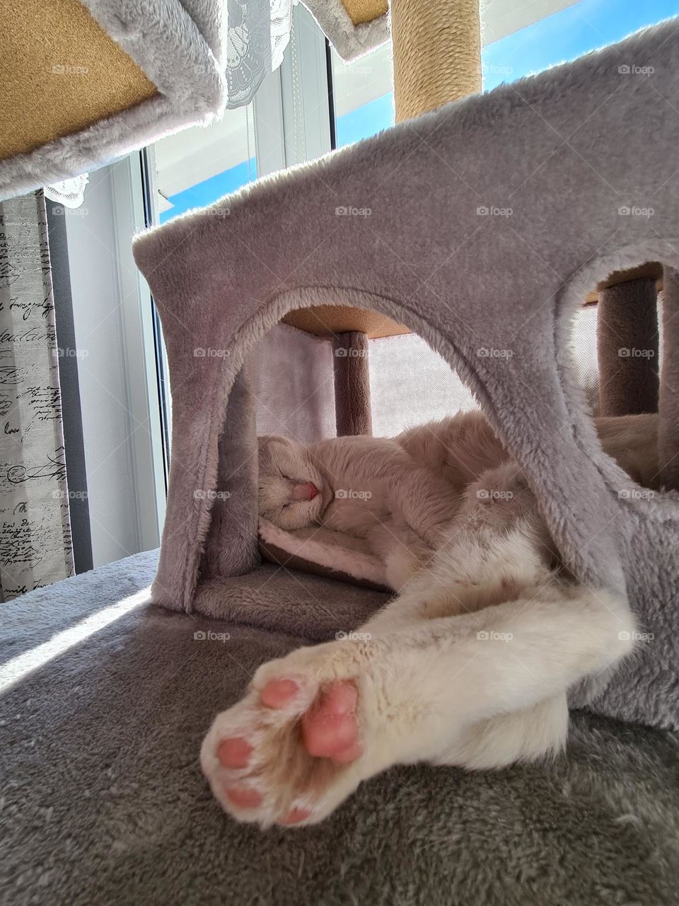 What's more pretty than the color white? A cat!