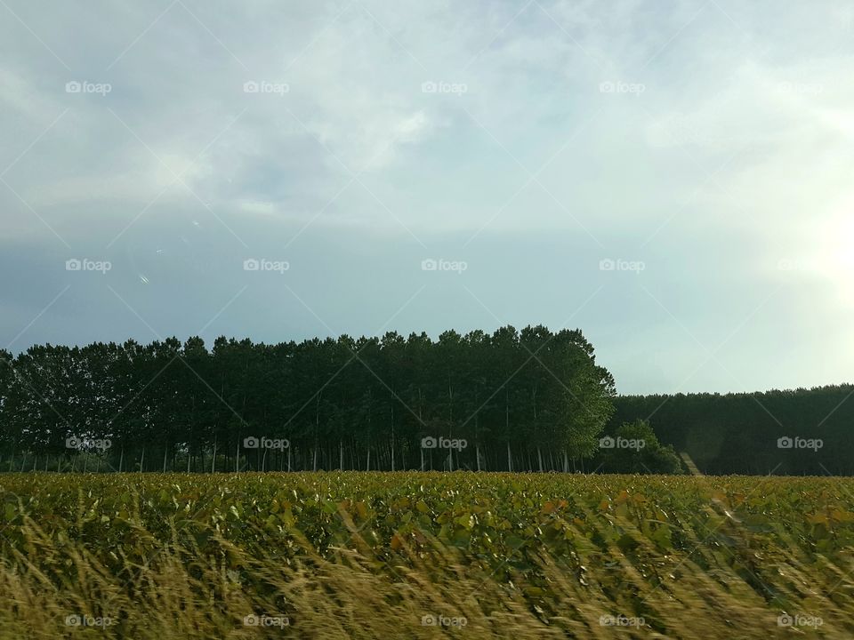 Countryside view with cereal field and rows of trees
