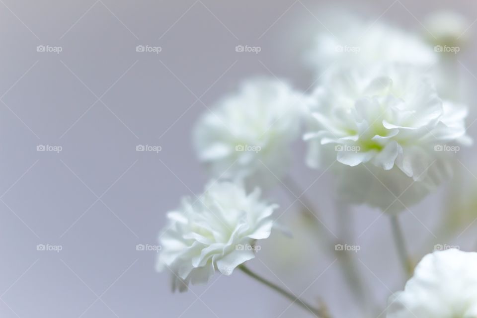 Studio shot of white flowers