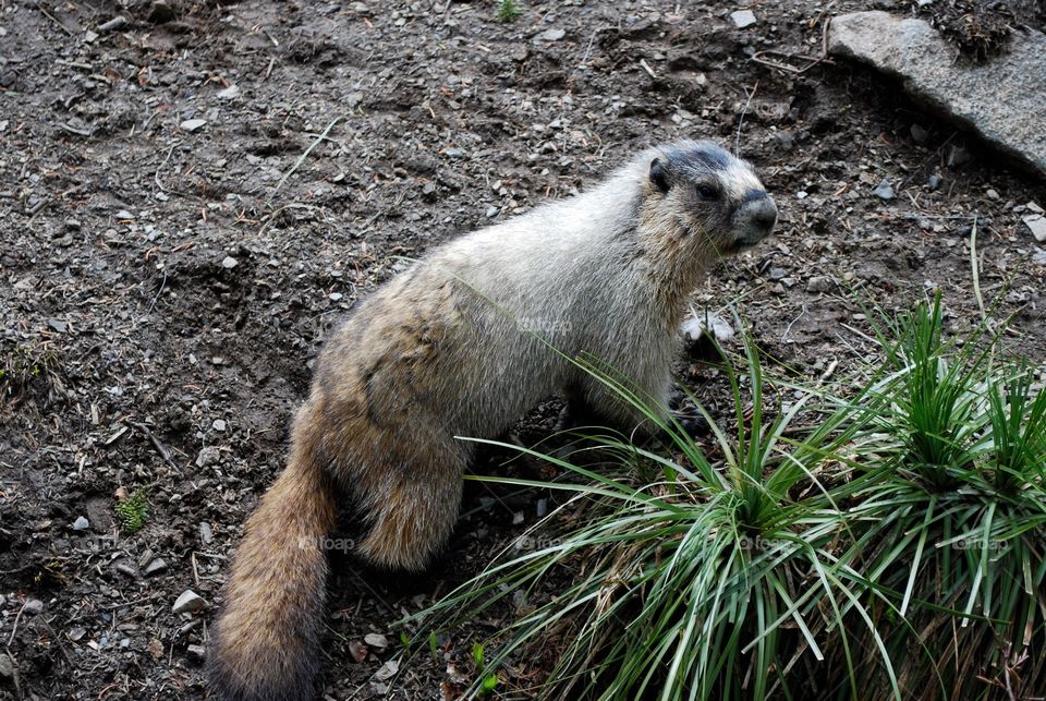 Mountain marmot