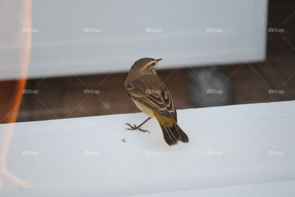 A small sparrow inside by the window