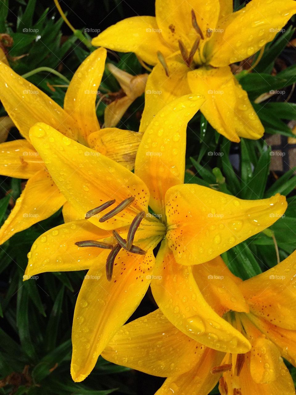 Beautiful yellow lilies.