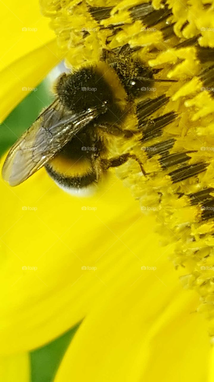 Sonnenblumen und die Hummel