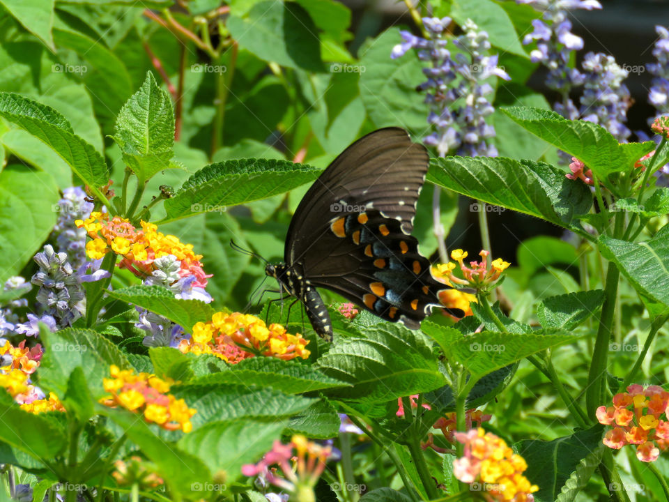 Swallowtail