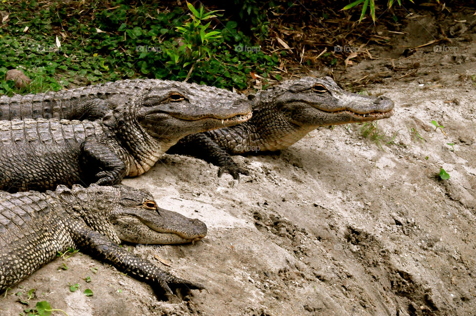 crocodiles alligators myrtle beach south carolina beach by refocusphoto