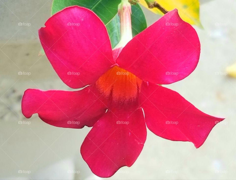 Very bright pink flower with green and yellow foliage with off white background.
