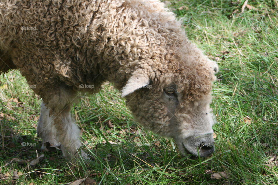 Sheep Grazing