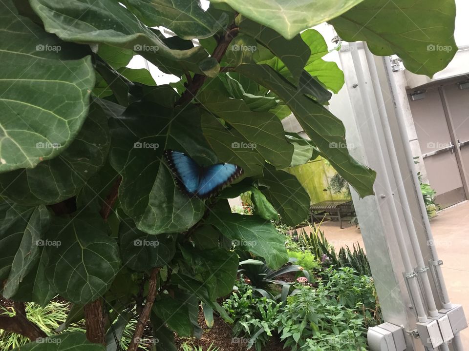 Blue Morpho, Other Butterflies, Rainforest, Ferngully Like, Lush, Greenery, Tropical Rainforest, Blue Butterfly, peekabo Butterfly, Hidden Life, camoflauged life, Butterfly Haven