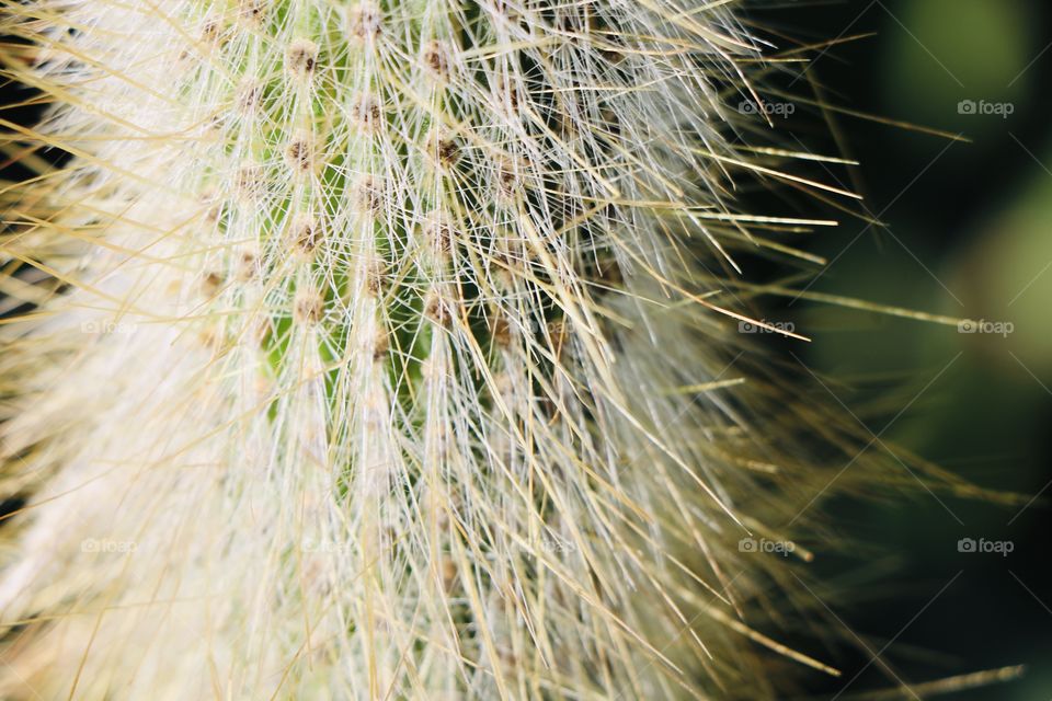 Cactus closeup