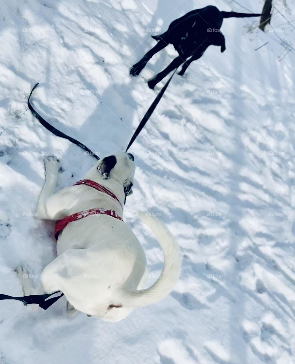 My dog decided to take the puppy for a walk, and he was not letting her go!
