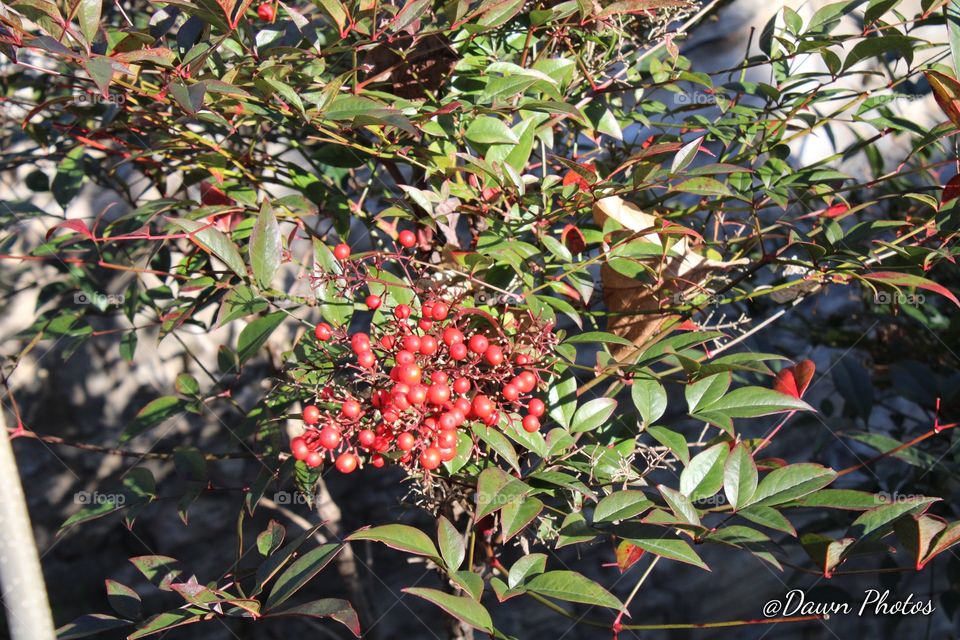 Red Berries