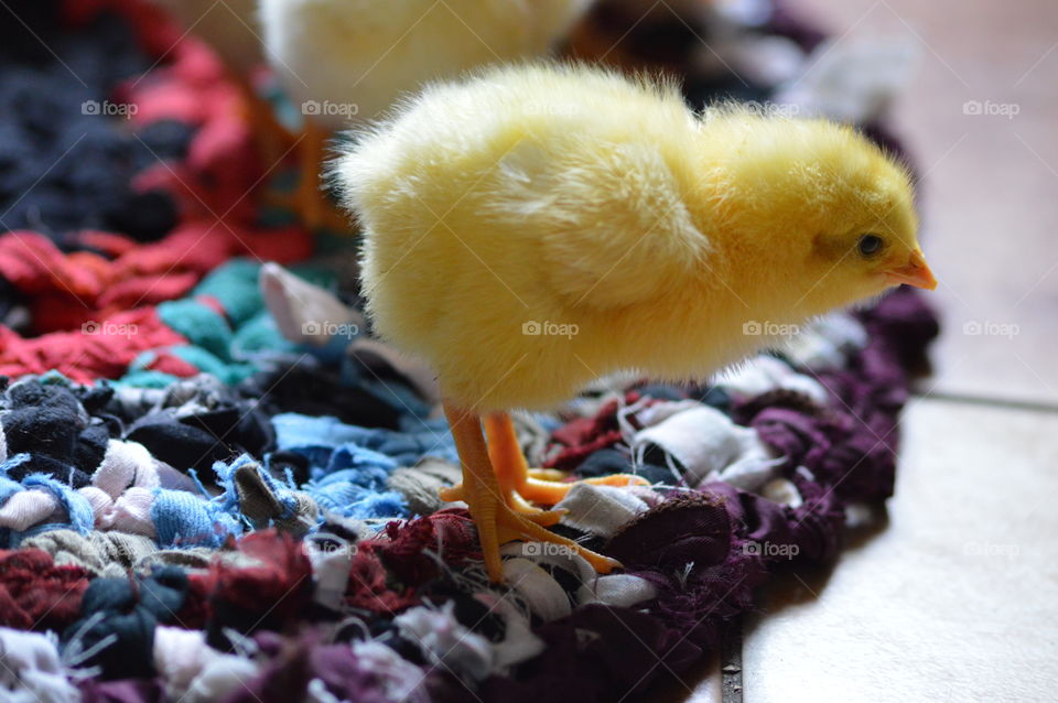 cute chick in macro