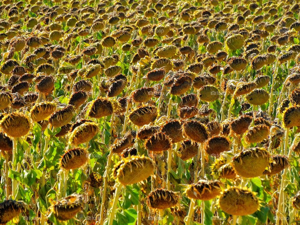 Field Of Wilted Sunflowers
