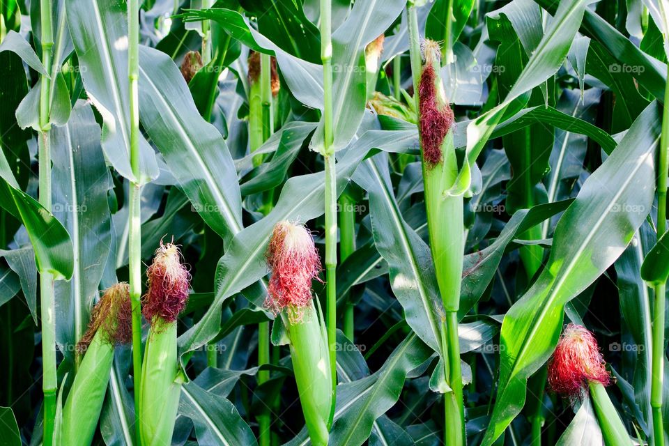 Ears of new corn with silk on stalks in a cornfield in mid-summer