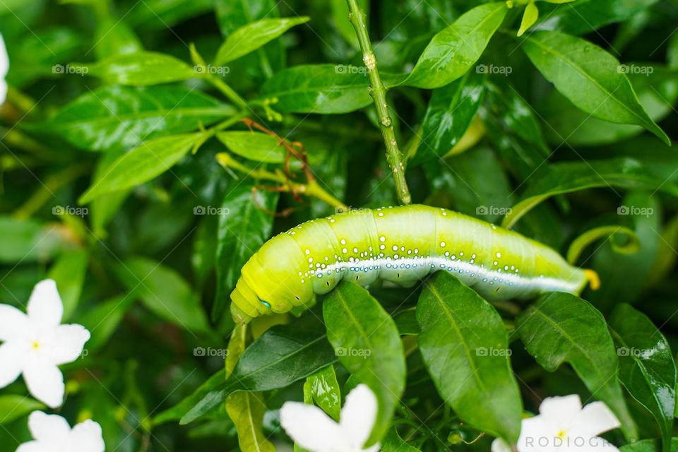 caterpillar