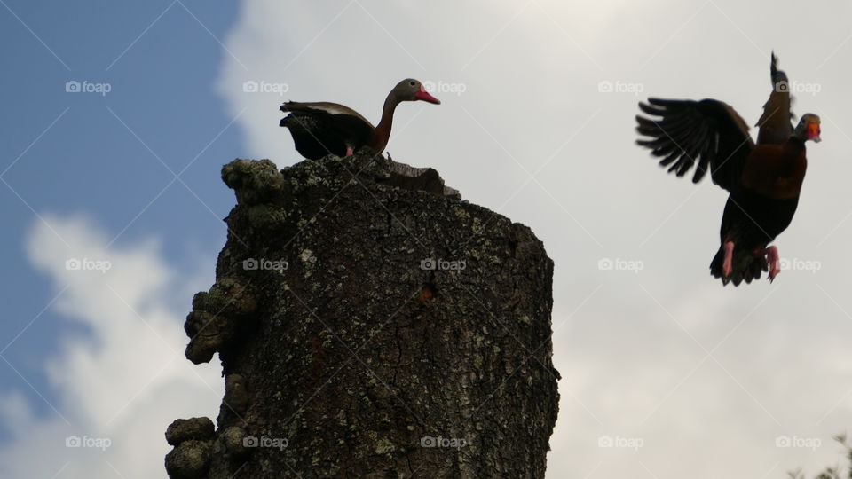 Whistling duck in mid-flight leaving perch already occupied by another duck high up on a tree 