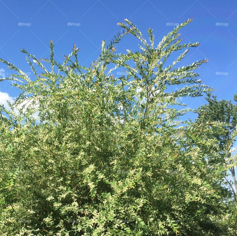Tree in the backyard Cannot stop admire them during the summer 