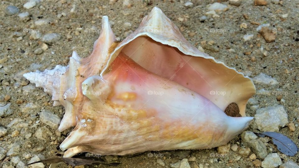 Coch shell on beach