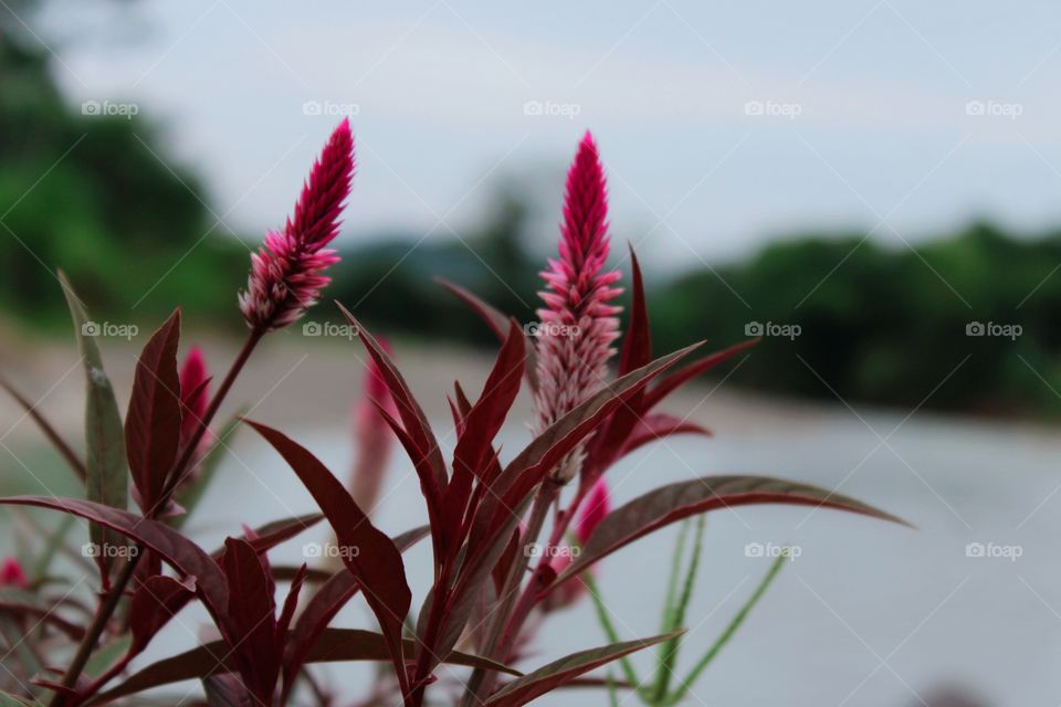 Koroto flower is a term in a village and this plant usually grows on the edge of a river. The characteristic of this flower is its rough texture with an oval shape and has a red color.