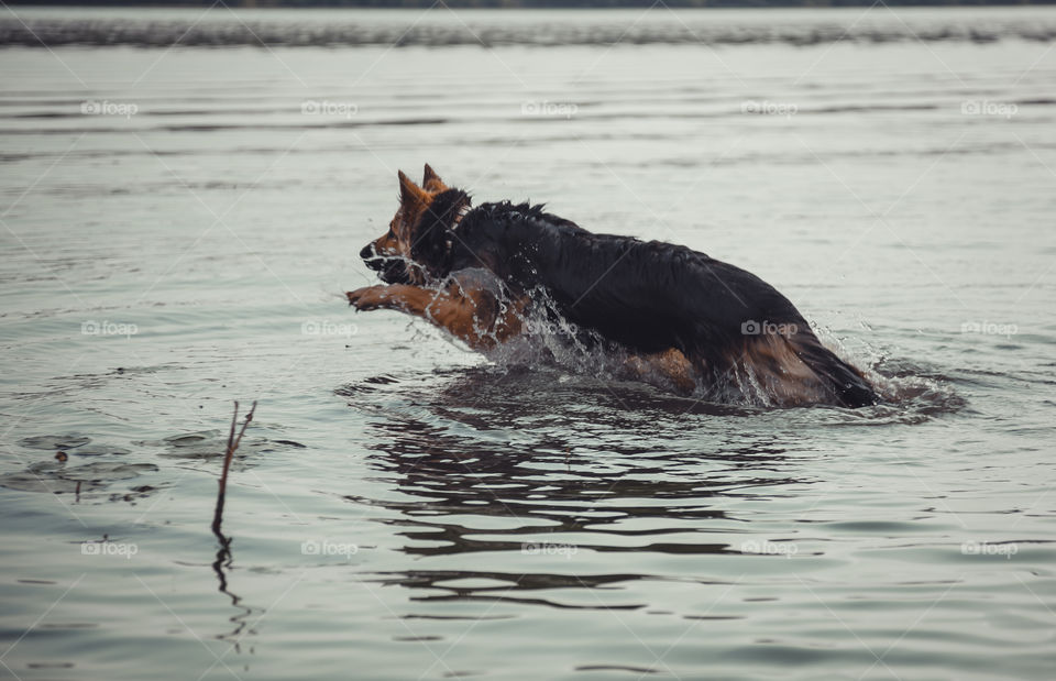 German shepherd dog swims in river