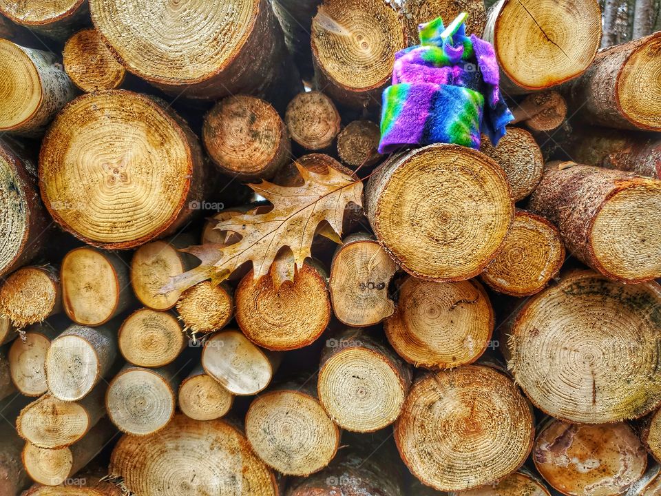 Touque on logs