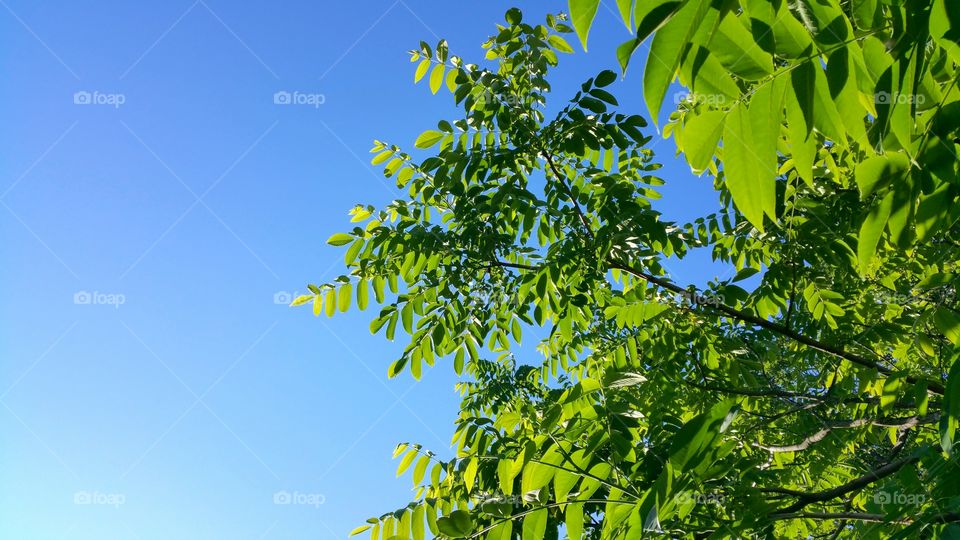 Low angle view of tree branch