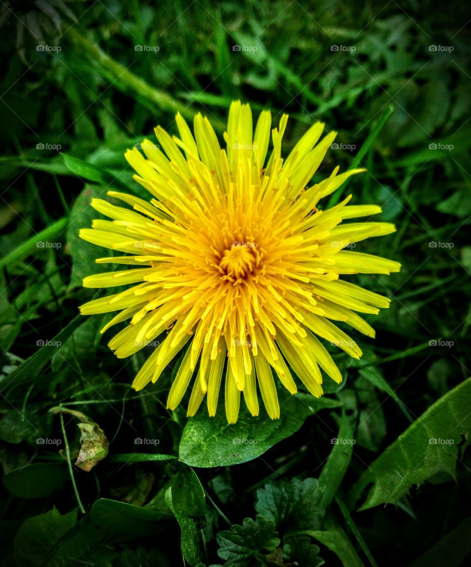 Springtime Dandelions