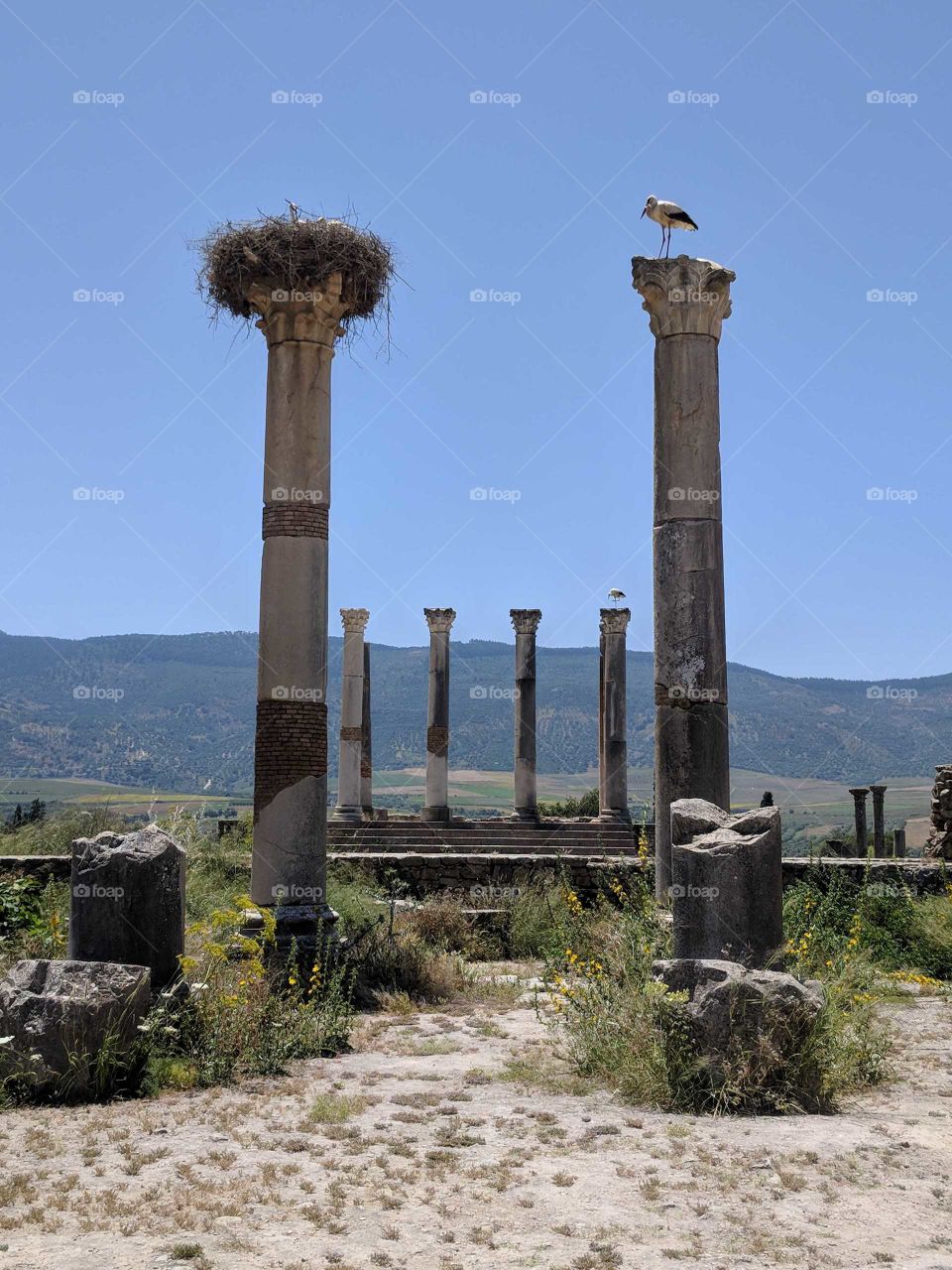 Broken and Freestanding Columns Framing Four Roman Columns with a Bird on One Column and Another Birds Nest on a Column at the Ancient Roman Ruins of Volulibis in Morocco