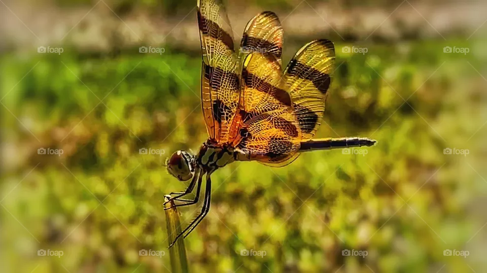Flying beauty