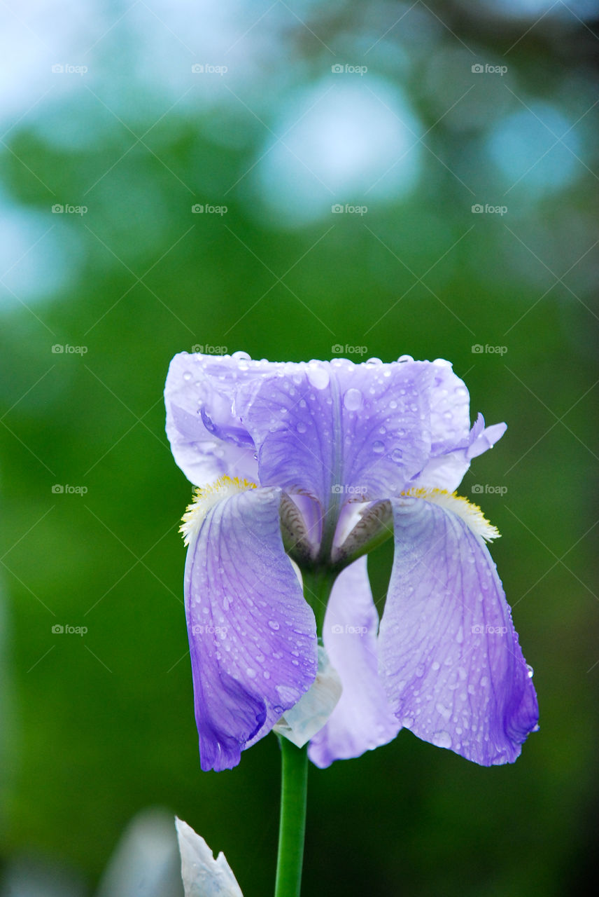 Purple Iris