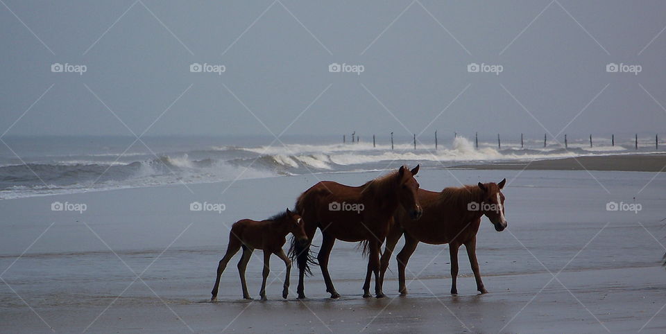 Horse outer banks