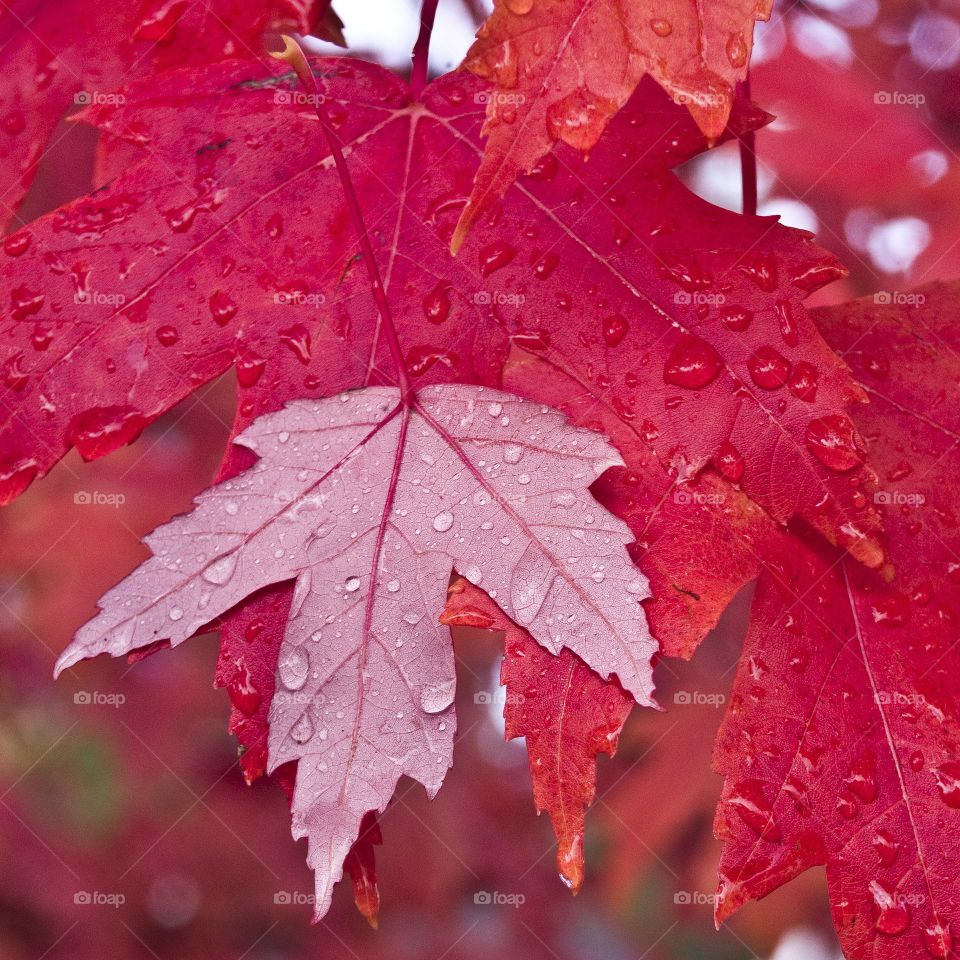 drops magnifying the veins in the leaves.  One dropped leaf on top of others still on the tree providing contrasting fall colors